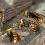 Autumn’s Sting: Insect Aggression Explained