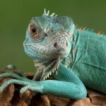 How Long Do Bearded Dragons Live? A Comprehensive