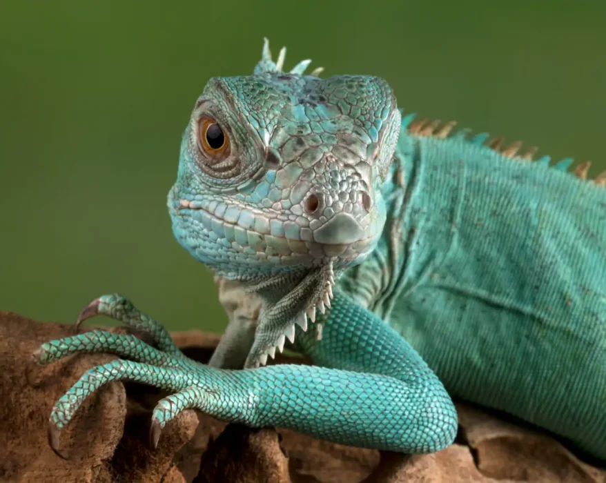 How Long Do Bearded Dragons Live? A Comprehensive