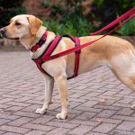 How to Select the Perfect Harness for Your Dog