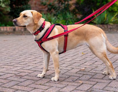 How to Select the Perfect Harness for Your Dog