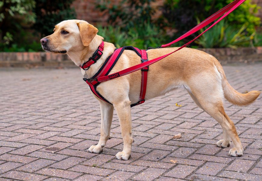 How to Select the Perfect Harness for Your Dog