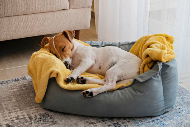 Kmart Dog Beds