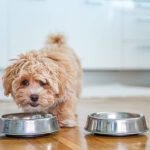 Close-up of a tiny fluffy dog with a soft, fluffy coat, showcasing popular breeds like the Pomeranian, Bichon Frise, and Shih Tzu known for their small size and adorable appearance.