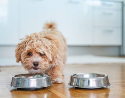 Close-up of a tiny fluffy dog with a soft, fluffy coat, showcasing popular breeds like the Pomeranian, Bichon Frise, and Shih Tzu known for their small size and adorable appearance.