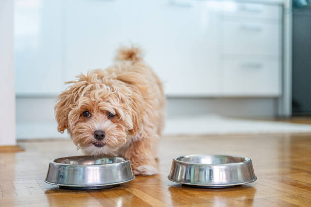 Close-up of a tiny fluffy dog with a soft, fluffy coat, showcasing popular breeds like the Pomeranian, Bichon Frise, and Shih Tzu known for their small size and adorable appearance.